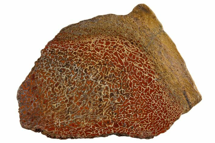 Polished Dinosaur Bone (Gembone) Section - New Mexico #340051